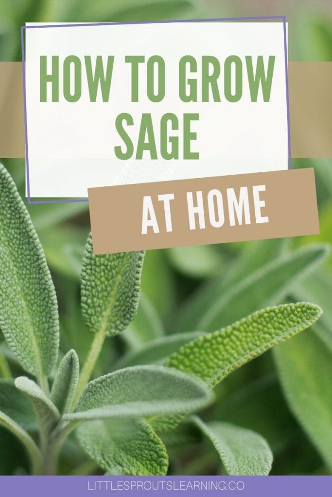 sage growing in the garden