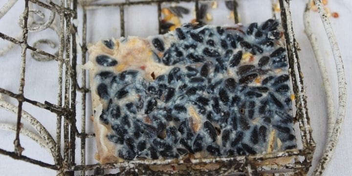 suet cakes in a suet feeder on a table