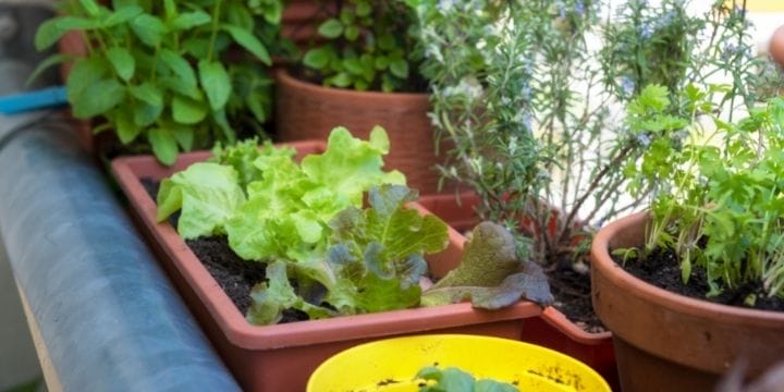 groups of pots and small planters on a balcony small space vegetable garden