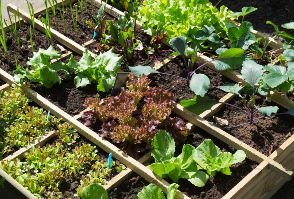 small space square foot gardening bed with vegetable plants