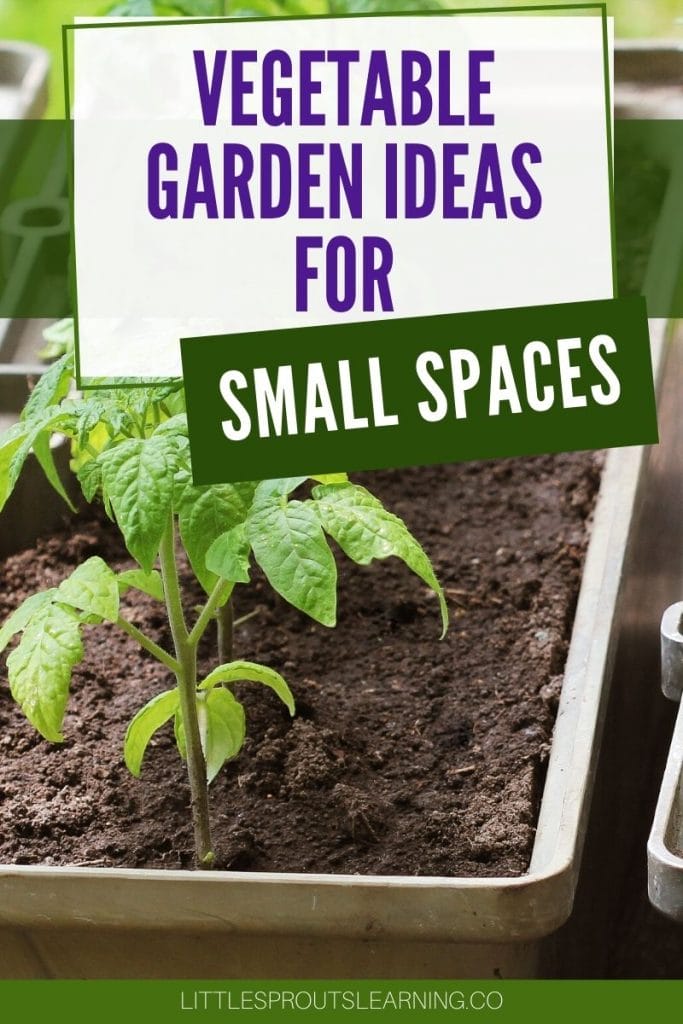 small containers with tomatoes planted in them
