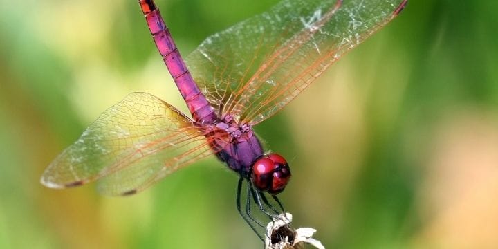 pink and purple dragonfly landing on a stem