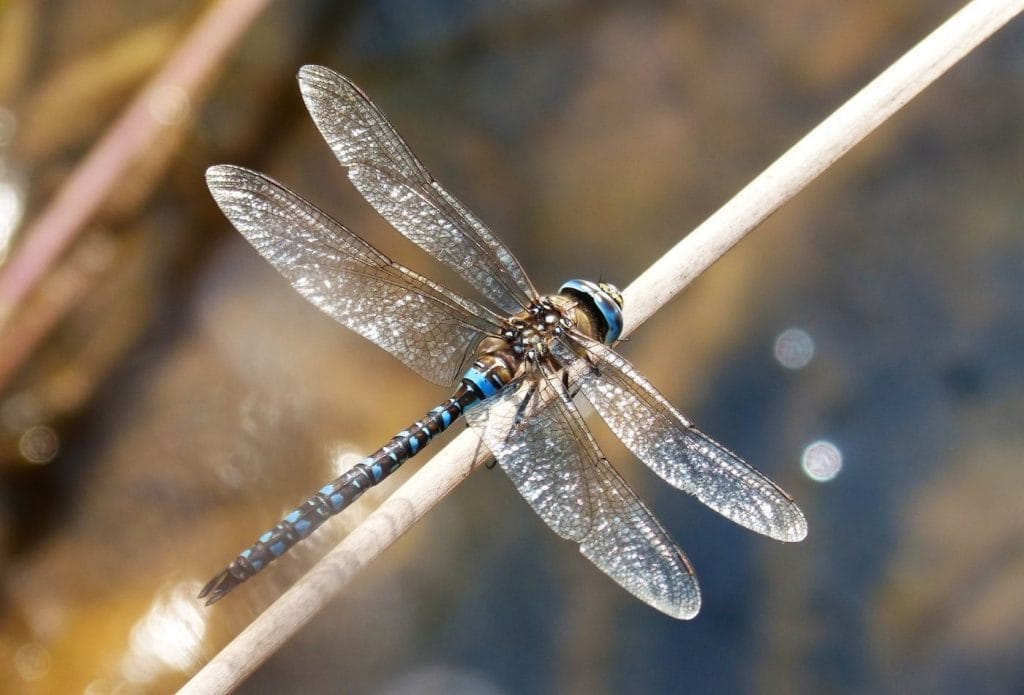 blue and black dragonfly on a stick from the top view