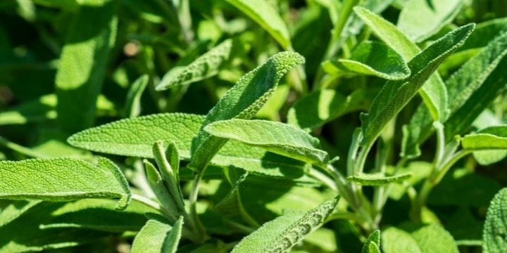 sage herb plants in the garden
