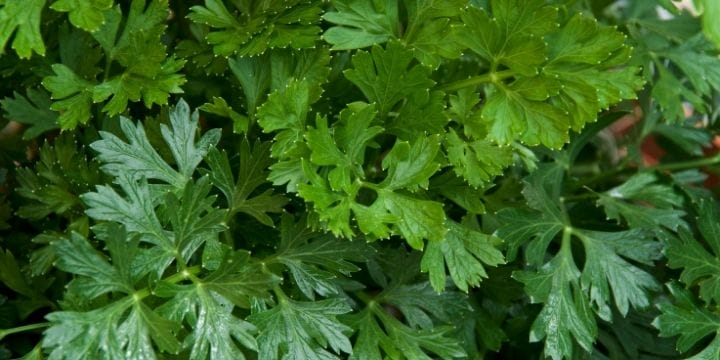 italian parsley growing outside