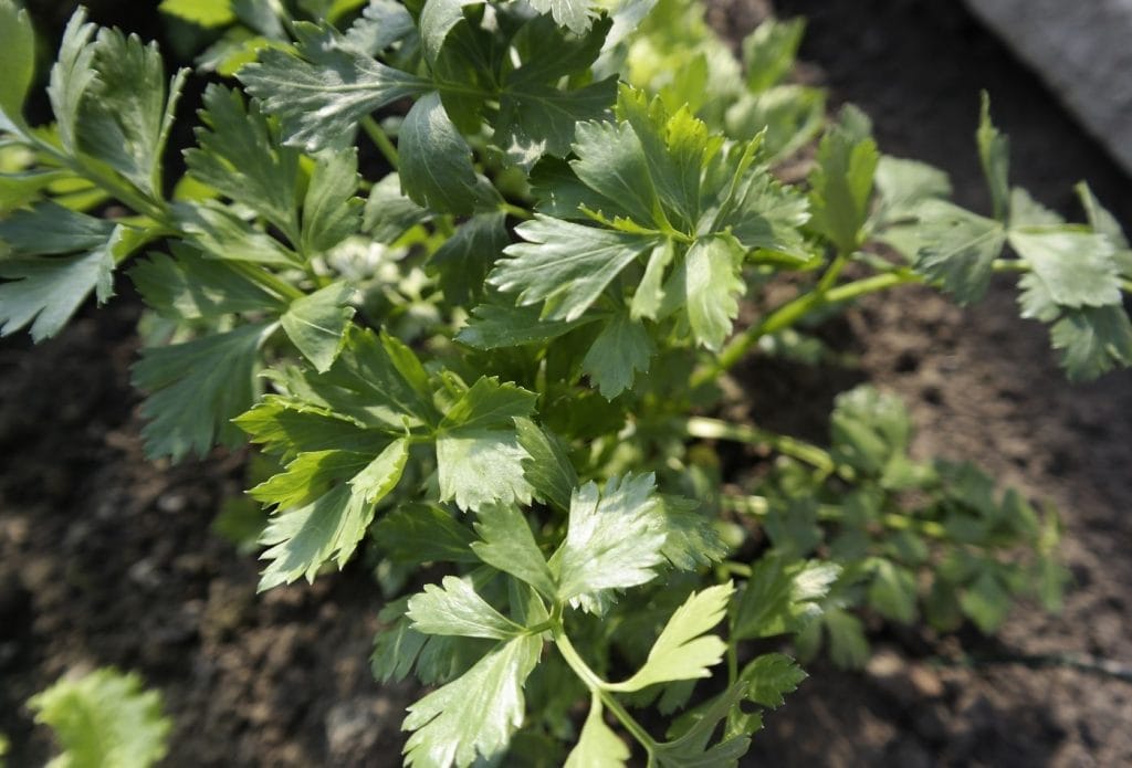 parsley plant growing in the garden