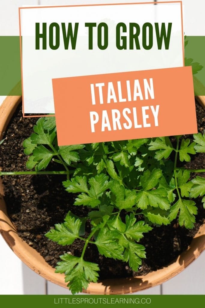 Italian parsley in a pot