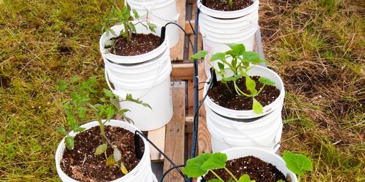 line of buckets with plants in them