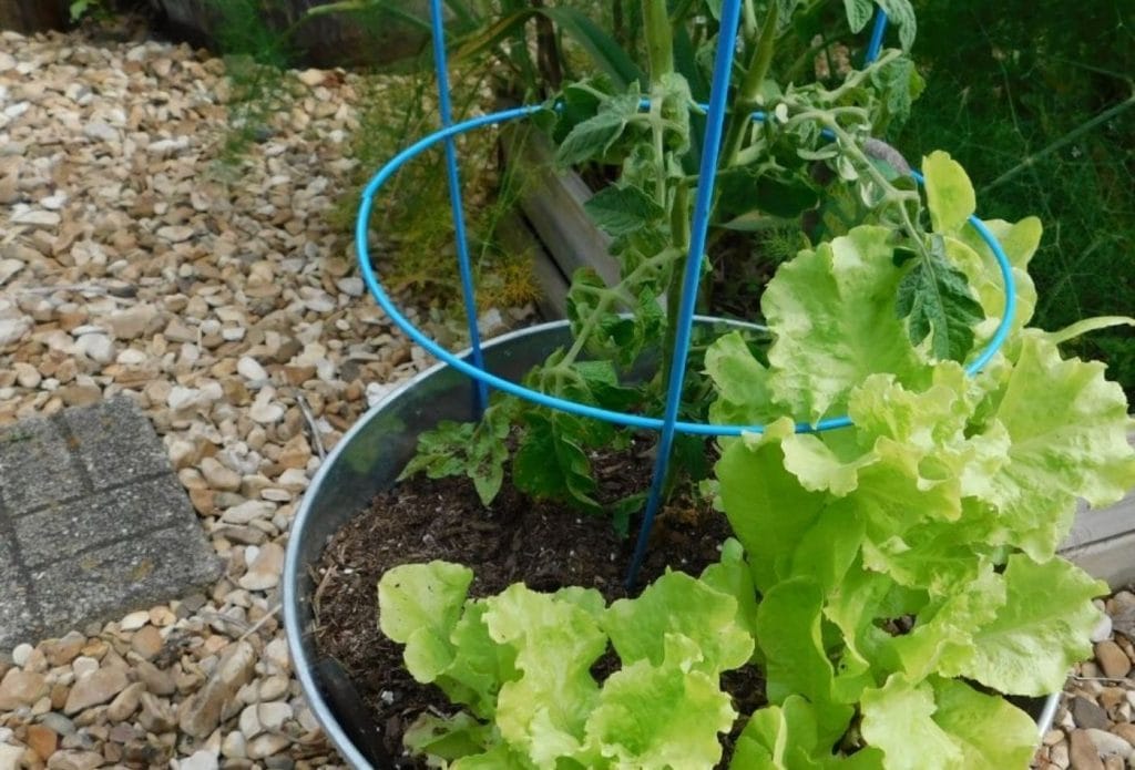 metal bucket growing tomato and lettuce