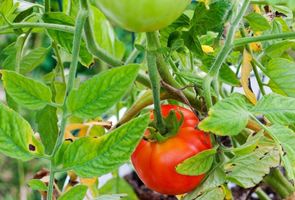 tomatoes growing on a plant in a bucket