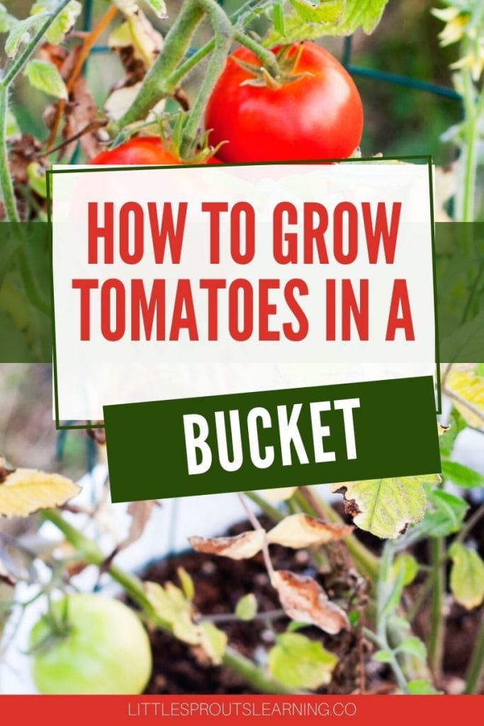 tomato plant growing in a white 5 gallon bucket