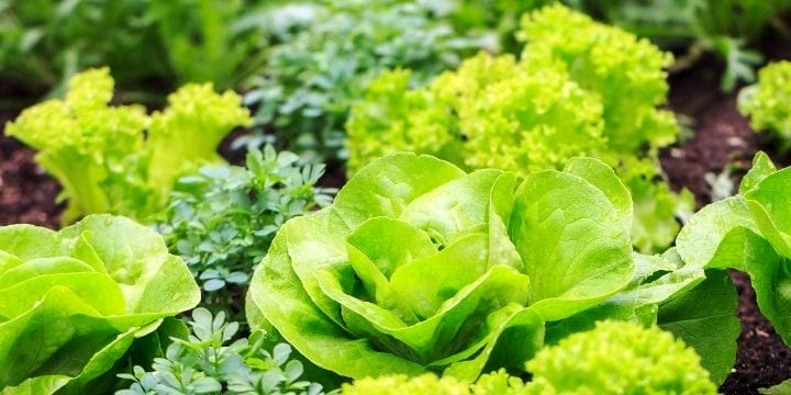 lettuce growing in a garden with other herbs and greens