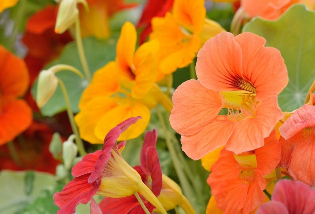 nasturtium flowers on a plant in the garden. Bright salmon, yellow and red colors