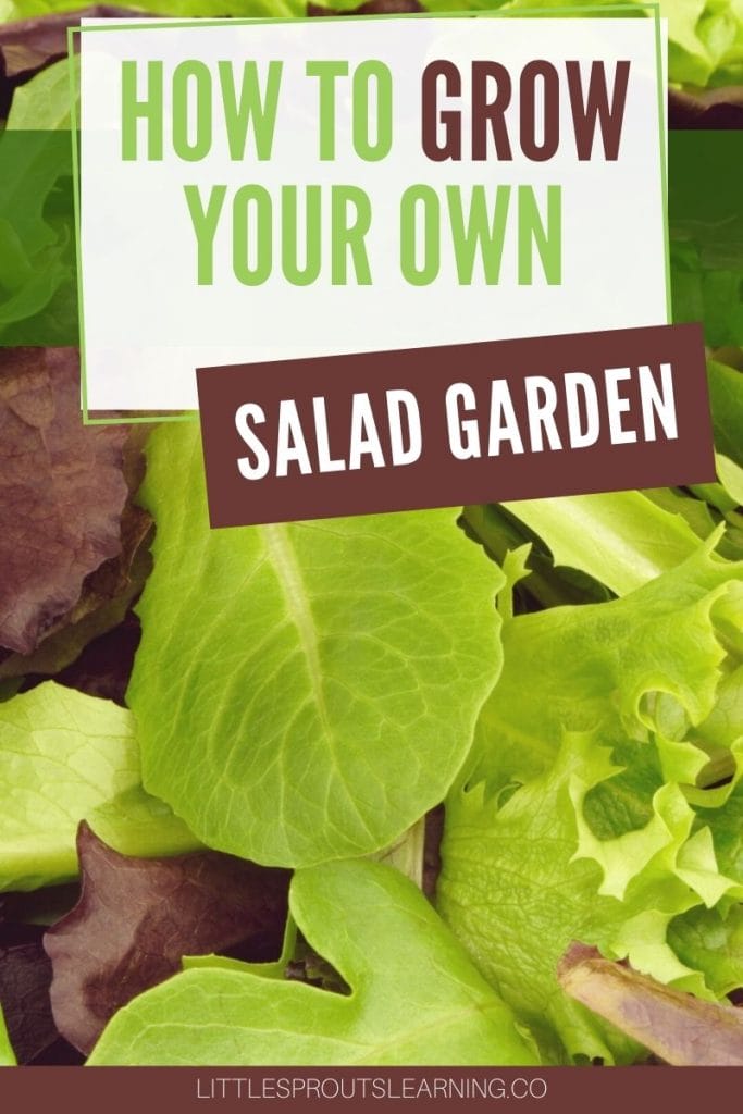 Loose leaf lettuce assortment