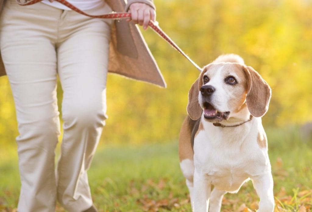 woman dog walking