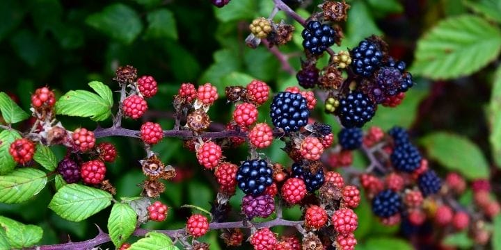 blackberry bush covered in red and black fruit