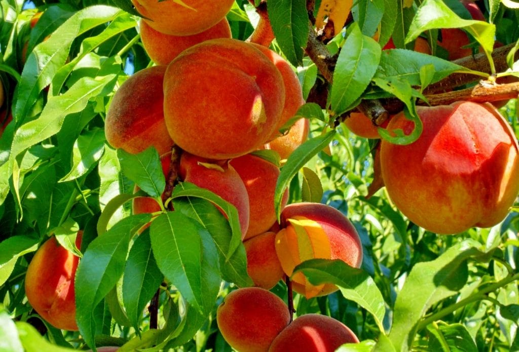 peach tree loaded with ripe peaches