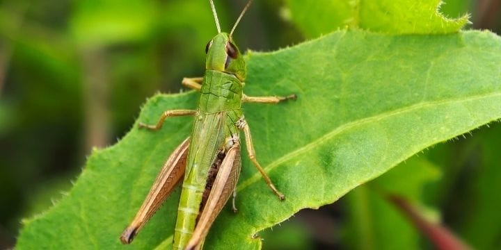 top view of a grasshopper on a leaf