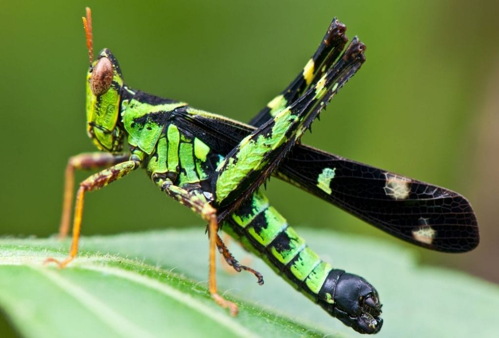 bright green and black grasshopper