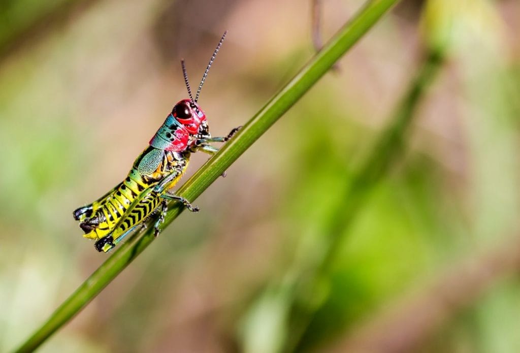 red, yellow, and green grasshopper on a stem