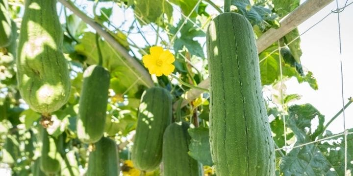 luffa gourds growing on the vine