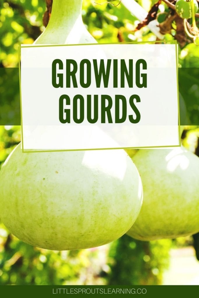 hardshell birdhouse gourds growing on the vine