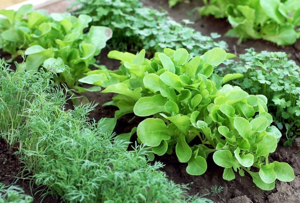 vegetable garden rows in spring