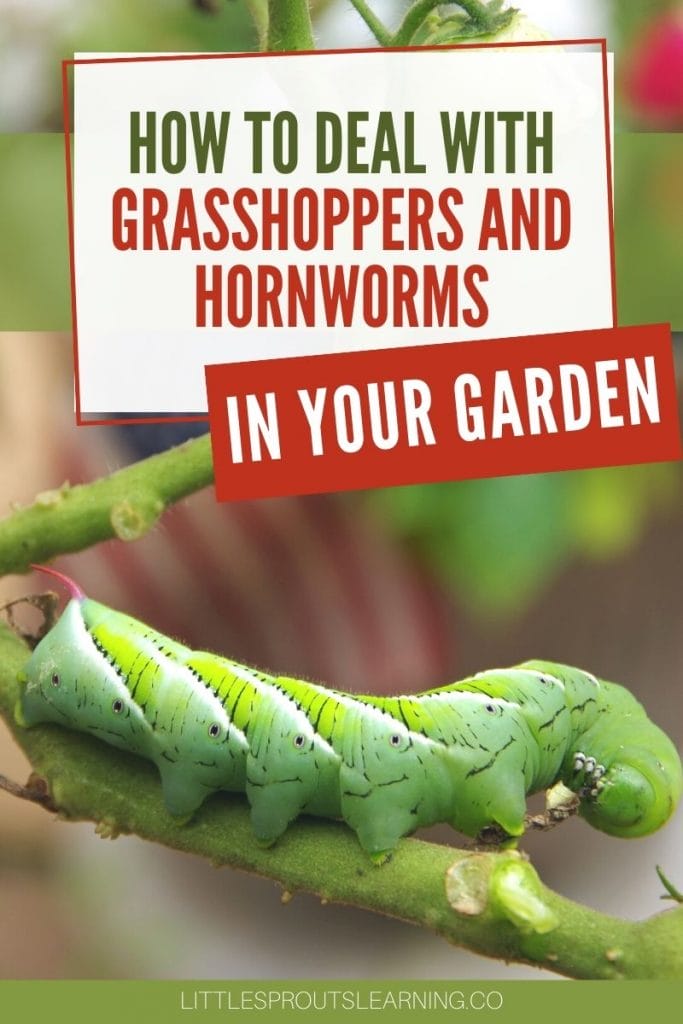 Tomato hornworm eating a tomato plant