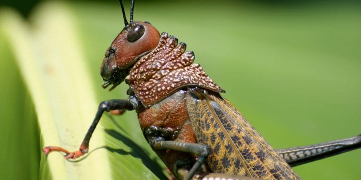 big grasshopper face eating the garden