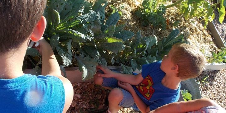 kids harvesting kale in the children's garden