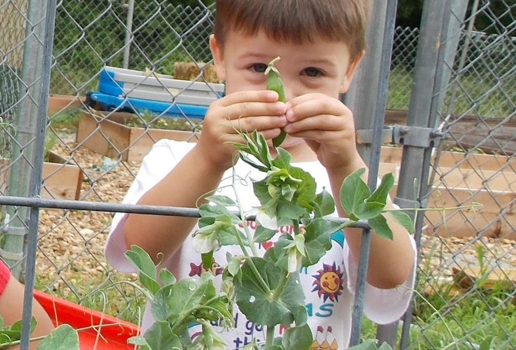child picking peas in the children's garden