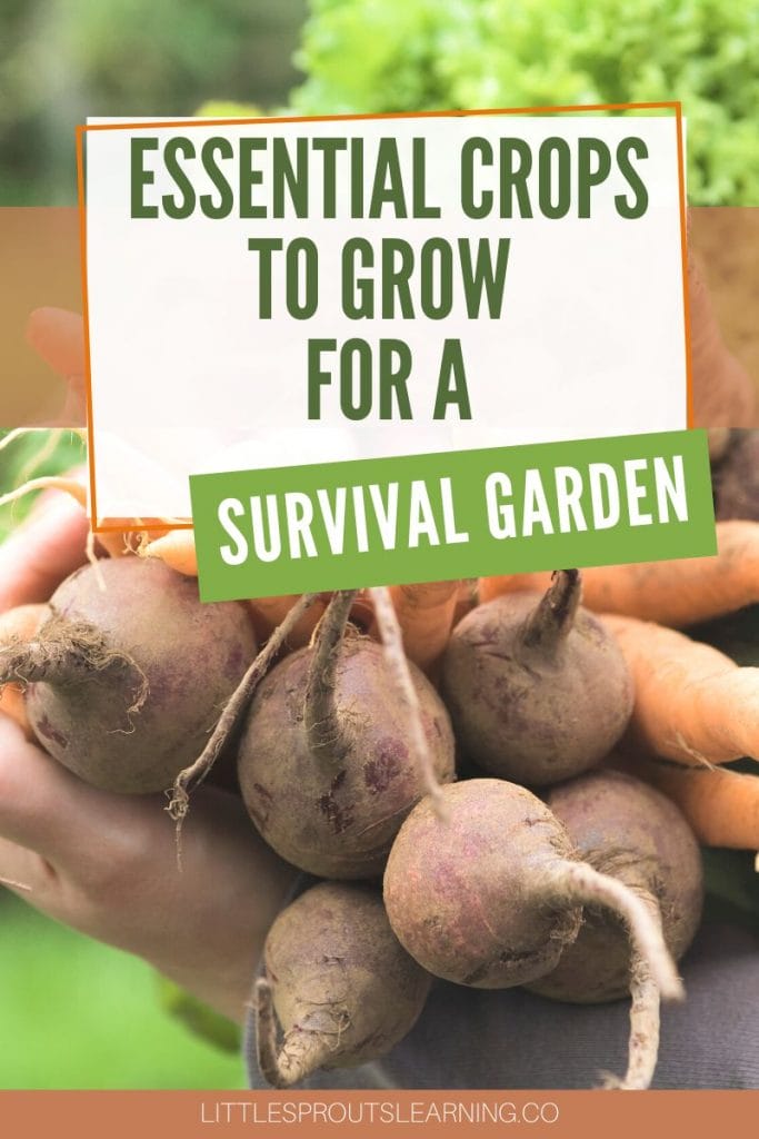 survival garden produce, root crops in a bunch being held in someone's arms