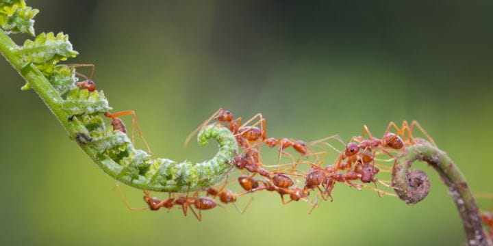 ant making a chain to get across from one plant to another