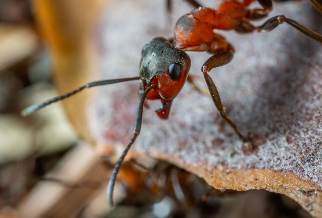 an ant looking at a rock