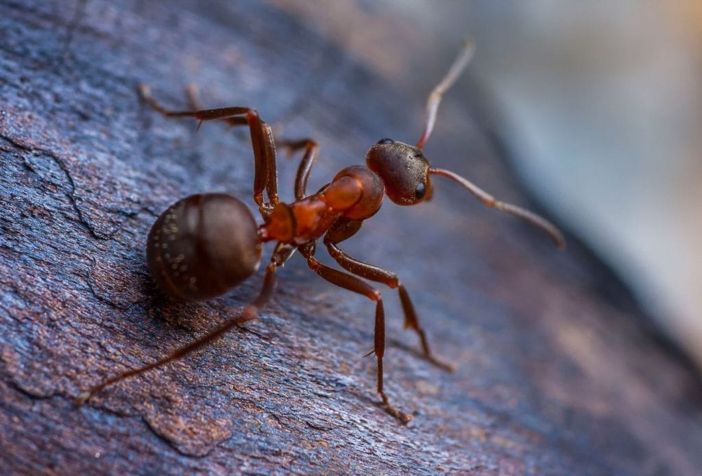 an ant on a piece of wood