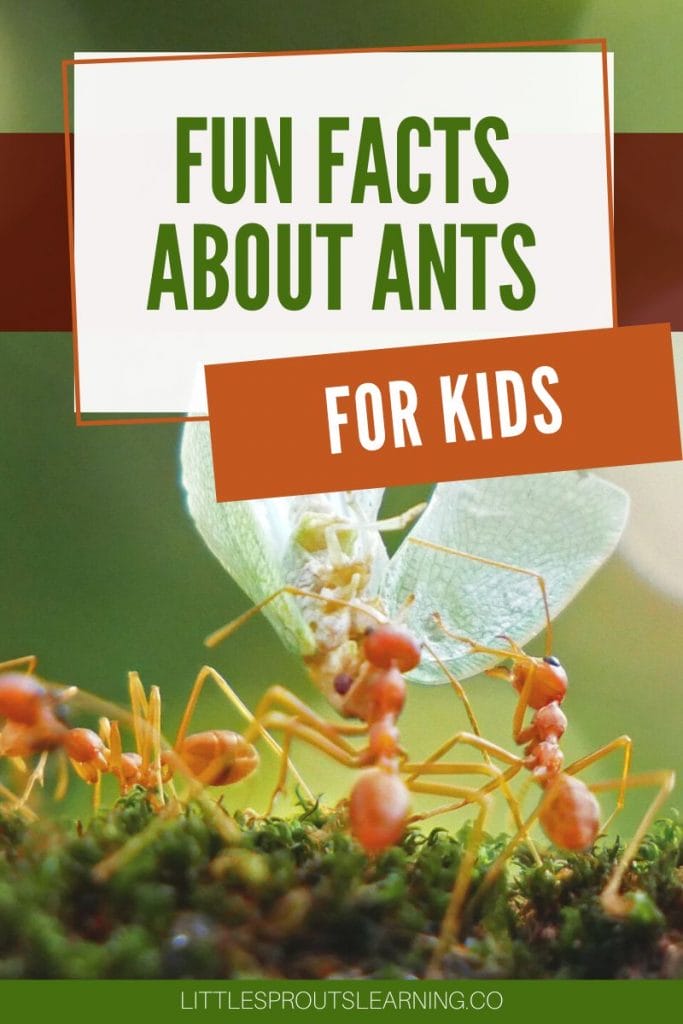 ants working together to carry a big piece of food