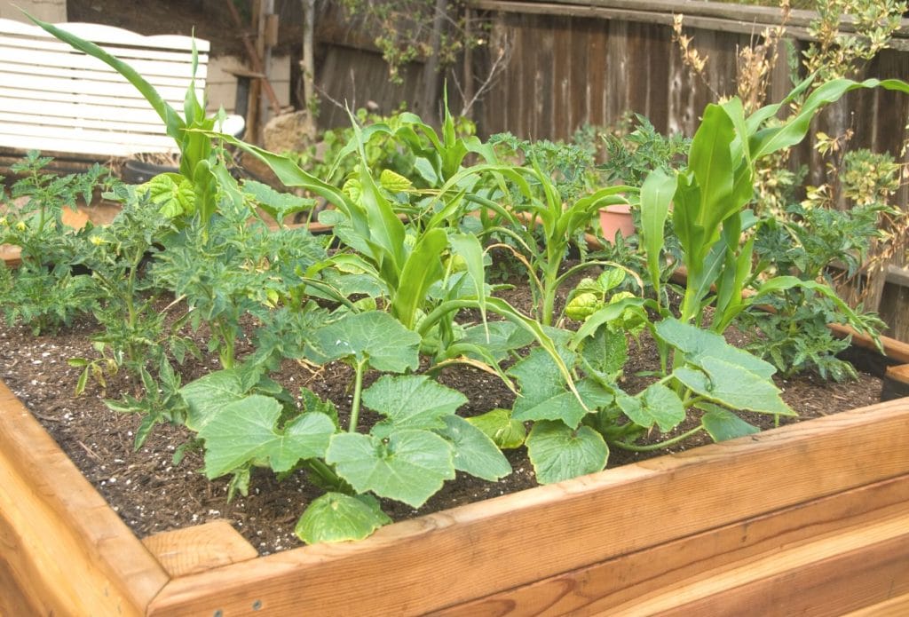raised garden bed made of wood and filled with soil and plants