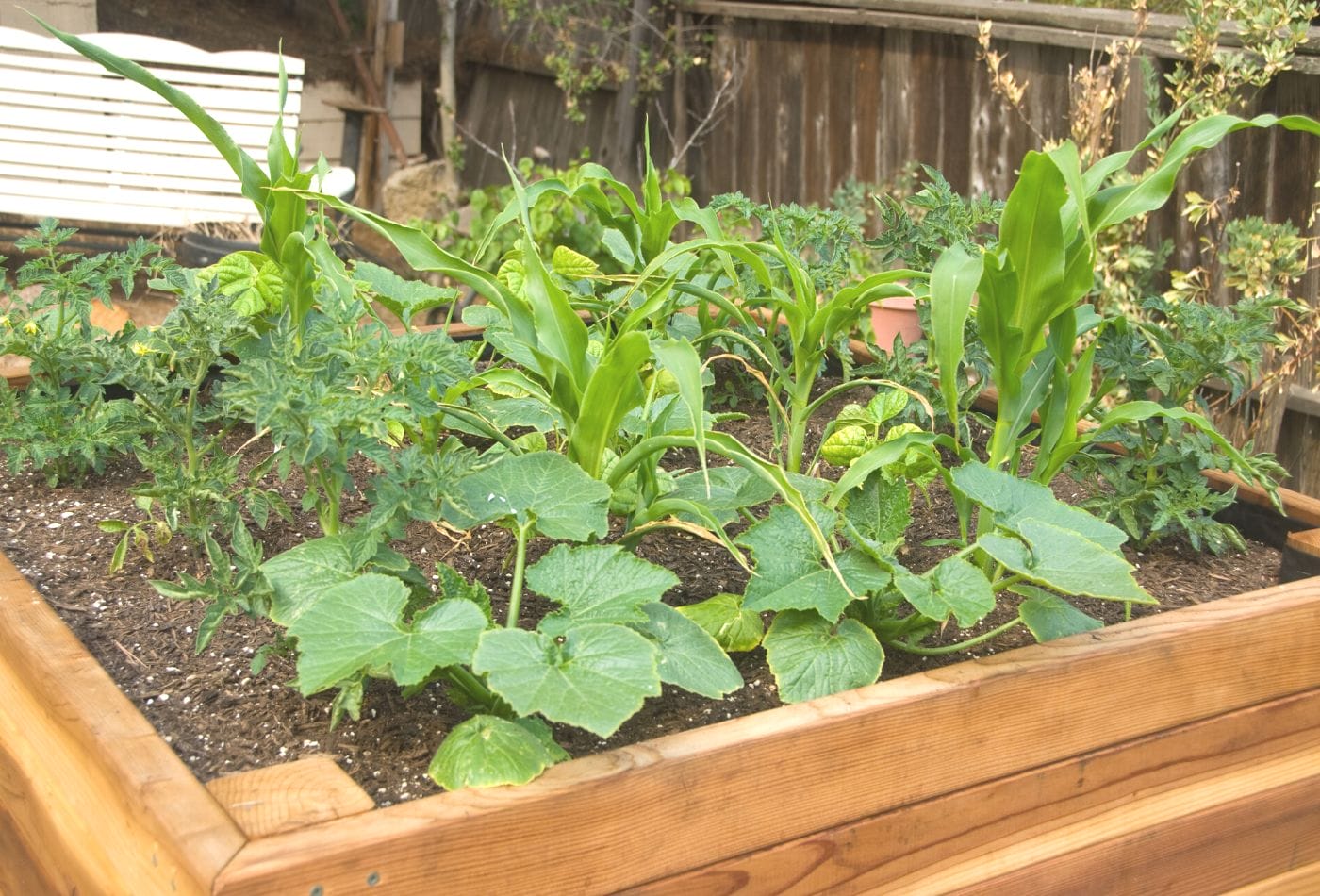 How to Make Gardening Accessible With Raised Beds: Easy Tips
