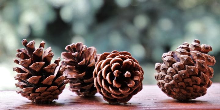 pine cones laying on a table