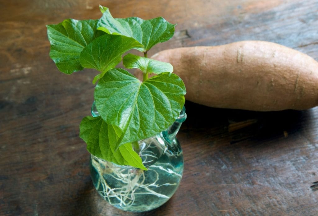 sweet potato slips sprouted in a jar