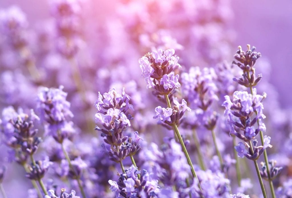 lavender in the garden