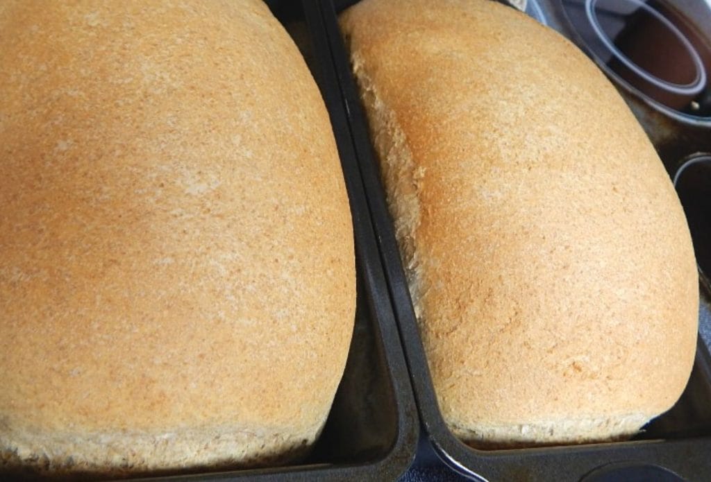 fresh whole wheat bread in loaf pans, hot from the oven