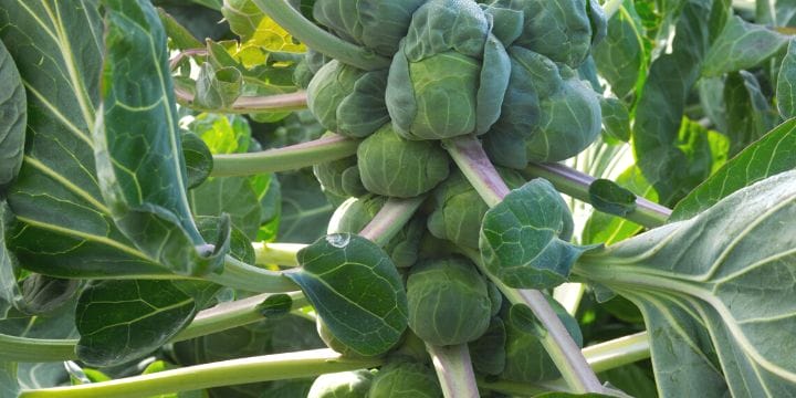 brussel sprouts growing on a stalk