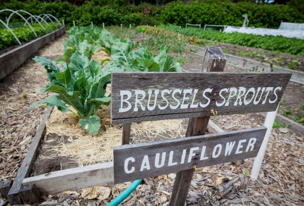 brussel sprout plants in the garden
