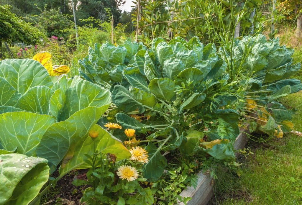 brussel sprouts growing in the garden with companion plants