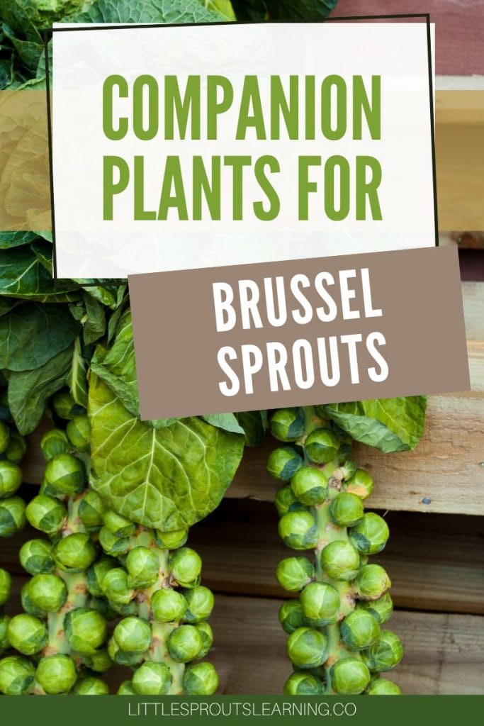 stalks of brussel sprouts laying on a table