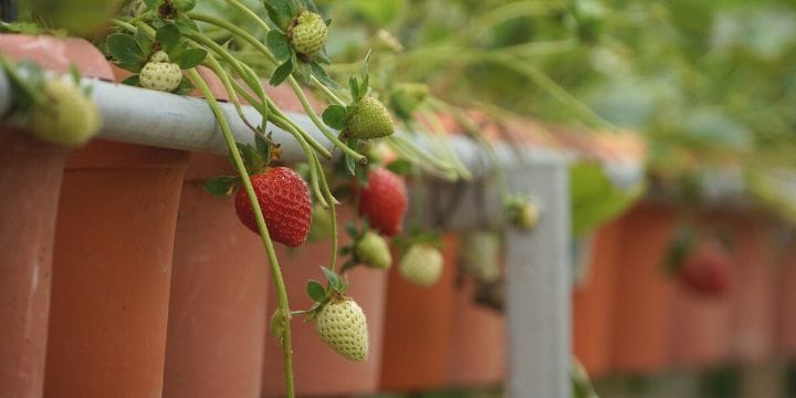 rows of buckets full of strawberry plants