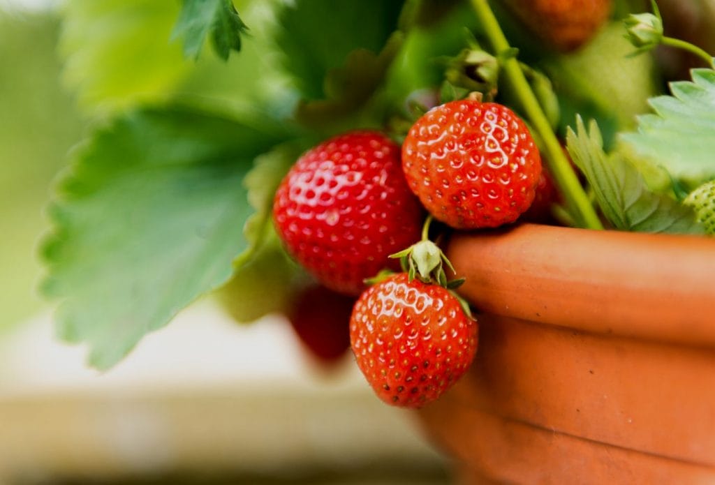bucket gardening strawberries growing in a pot