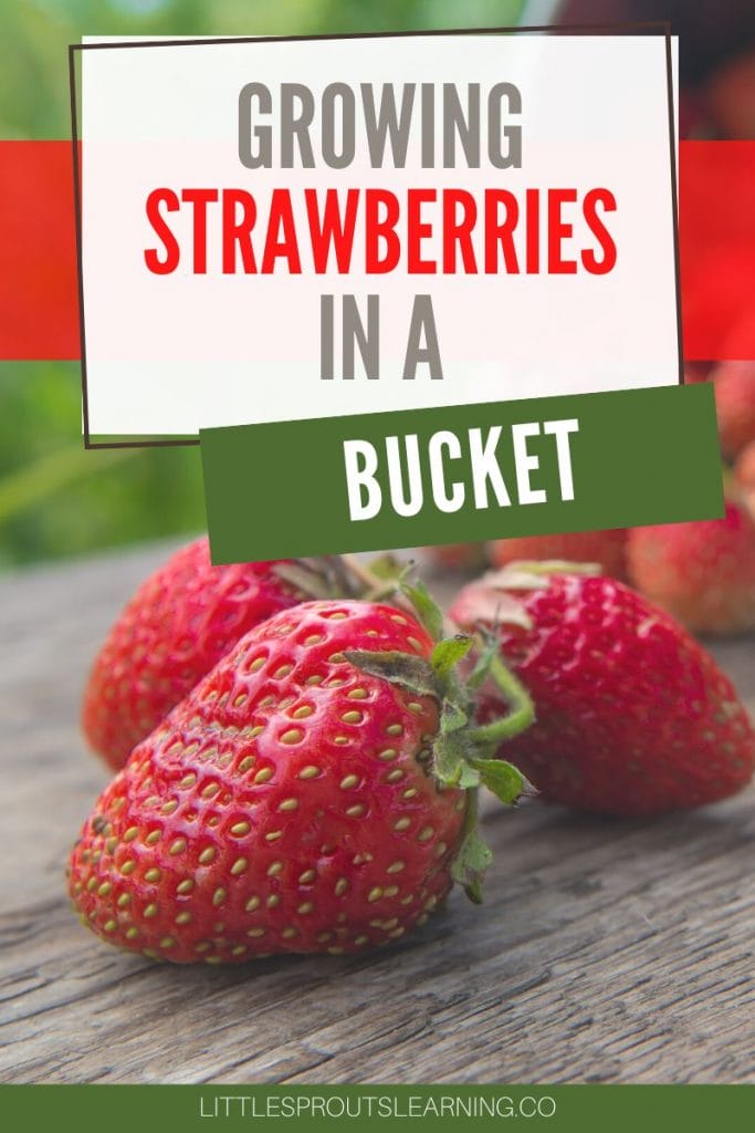 growing strawberries in a bucket with strawberries spilled on a table