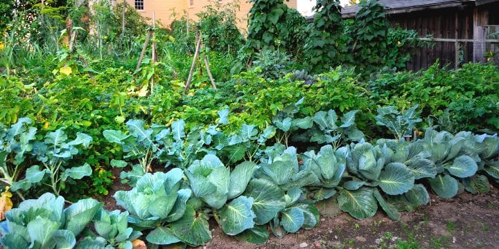 survival garden in gorgeous rows